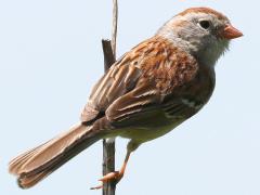 (Field Sparrow) perching (Field Sparrow) perching