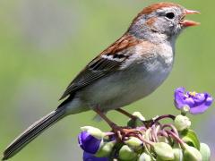 (Field Sparrow) singing (Field Sparrow) singing