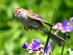 (Field Sparrow) winging (Field Sparrow) winging