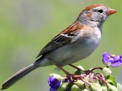(Field Sparrow) on Common Spiderwort (Field Sparrow) on Common Spiderwort
