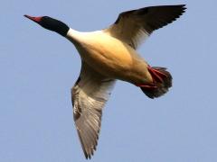 (Common Merganser) male flying (Common Merganser) male flying