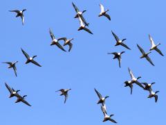 (Northern Shoveler) flight (Northern Shoveler) flight