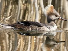 (Hooded Merganser) female (Hooded Merganser) female