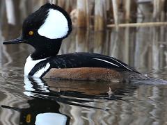 (Hooded Merganser) male (Hooded Merganser) male