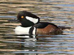 (Hooded Merganser) male (Hooded Merganser) male