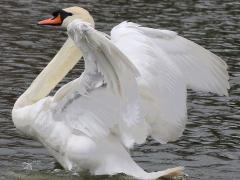 (Mute Swan) flaps (Mute Swan) flaps