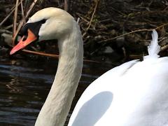 (Mute Swan) head (Mute Swan) head