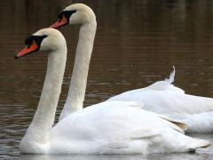 (Mute Swan) pair (Mute Swan) pair