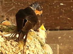 (Barn Swallow) feeding (Barn Swallow) feeding