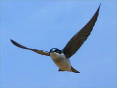 (Tree Swallow) flaps (Tree Swallow) flaps