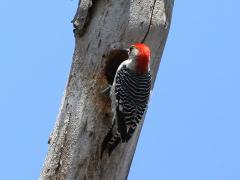 (Red-bellied Woodpecker) male dorsal (Red-bellied Woodpecker) male dorsal