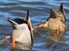 (Mallard) synchronized dabbling mooning (Mallard) synchronized dabbling mooning