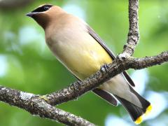 (Cedar Waxwing) perching (Cedar Waxwing) perching