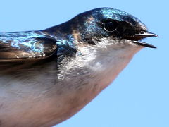 (Tree Swallow) singing (Tree Swallow) singing