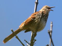 (Brown Thrasher) singing (Brown Thrasher) singing