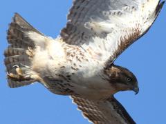 (Red-tailed Hawk) flying (Red-tailed Hawk) flying