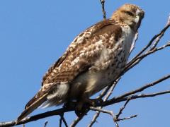 (Red-tailed Hawk) perched (Red-tailed Hawk) perched