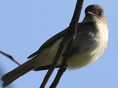 (Eastern Phoebe) belly (Eastern Phoebe) belly