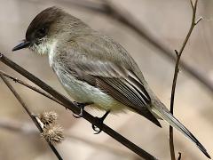 (Eastern Phoebe) perching (Eastern Phoebe) perching