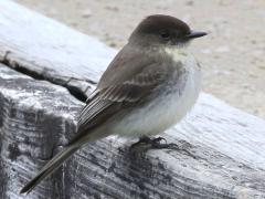 (Eastern Phoebe) standing (Eastern Phoebe) standing