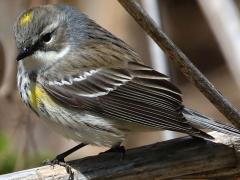 (Yellow-rumped Warbler) female perching (Yellow-rumped Warbler) female perching