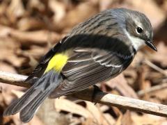 (Yellow-rumped Warbler) female rump (Yellow-rumped Warbler) female rump