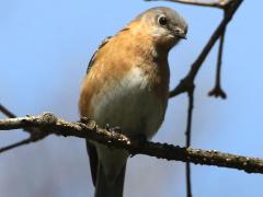(Eatern Bluebird) female front (Eatern Bluebird) female front