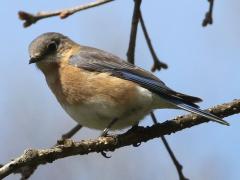 (Eatern Bluebird) female perching (Eatern Bluebird) female perching