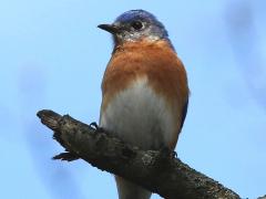 (Eatern Bluebird) male perched (Eatern Bluebird) male perched