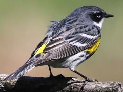 (Yellow-rumped Warbler) male perching (Yellow-rumped Warbler) male perching