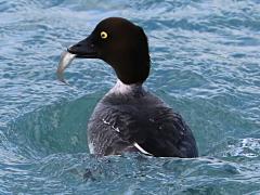 (Common Goldeneye) female fish (Common Goldeneye) female fish