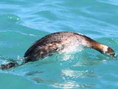 (Horned Grebe) nonbreeding diving (Horned Grebe) nonbreeding diving