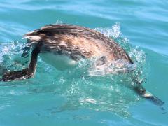 (Horned Grebe) nonbreeding diving down (Horned Grebe) nonbreeding diving down