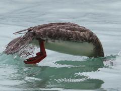 (Red-breasted Merganser) female diving (Red-breasted Merganser) female diving