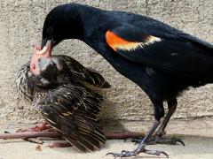 (Red-winged Blackbird) male feeding chick (Red-winged Blackbird) male feeding chick