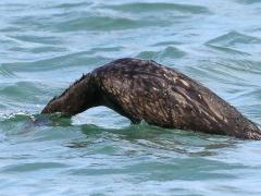 (Double-crested Cormorant) diving (Double-crested Cormorant) diving