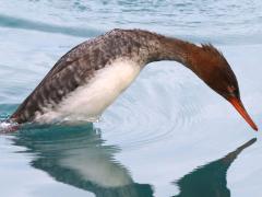 (Red-breasted Merganser) female diving (Red-breasted Merganser) female diving