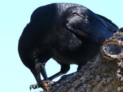 (American Crow) eating crab (American Crow) eating crab