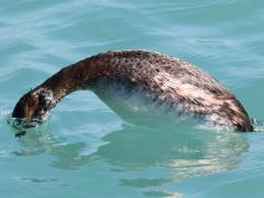 (Horned Grebe) nonbreeding diving (Horned Grebe) nonbreeding diving