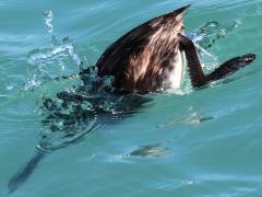 (Horned Grebe) nonbreeding diving down (Horned Grebe) nonbreeding diving down