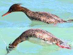 (Red-breasted Merganser) female diving (Red-breasted Merganser) female diving