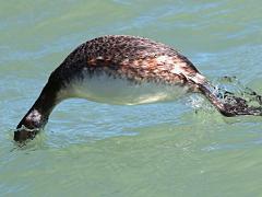 (Horned Grebe) nonbreeding diving (Horned Grebe) nonbreeding diving