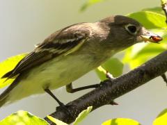 (Yellow-bellied Flycatcher) eating fruit (Yellow-bellied Flycatcher) eating fruit