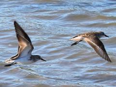 (Semipalmated Sandpiper) pair flying (Semipalmated Sandpiper) pair flying