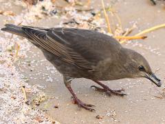 (European Starling) juvenile feeding (European Starling) juvenile feeding