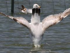 (Ring-billed Gull) diving (Ring-billed Gull) diving