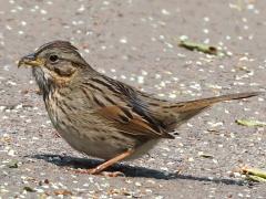 (Lincoln's Sparrow) feeding (Lincoln's Sparrow) feeding