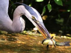 (Great Blue Heron) catches Black Bullhead (Great Blue Heron) catches Black Bullhead