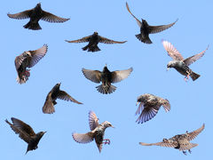 (European Starling) flocking (European Starling) flocking
