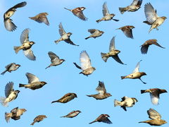 (House Sparrow) flocking (House Sparrow) flocking